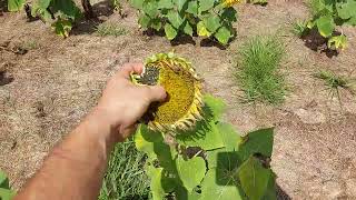 Using sunflowers to break up and repair clay soil