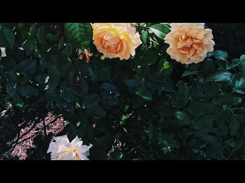 elijah who - i'm tired of feeling this way