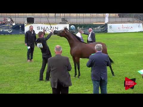 N.21 TF VENEZIA - 2017 Italian Nationals - 2 Years Old Fillies (Class 2)
