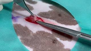 Bitch Spay Video Uterine Disaster vet cpd® 28