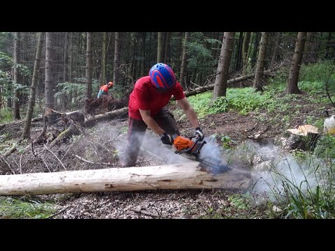 Borkenkäfer im Anflug - Aufarbeitung befallener Bäume im ÖBf-Revier Droß (NÖ)