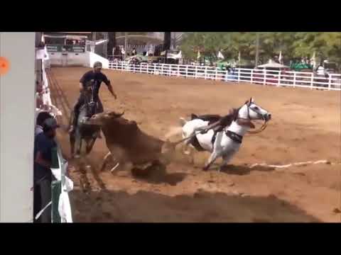 taty vaqueira | mano walter | arreio de ouro | forró e vaquejada