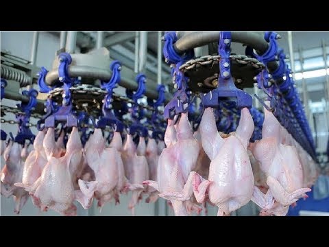 Modern Ultra Chicken Meat Processing Factory, Amazing Food Processing Machines