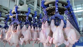 Modern Ultra Chicken Meat Processing Factory,  Amazing Food Processing Machines