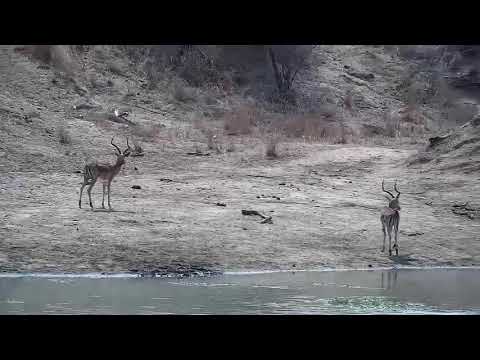 Djuma: Three Impala rams - 09:55 - 09/20/21