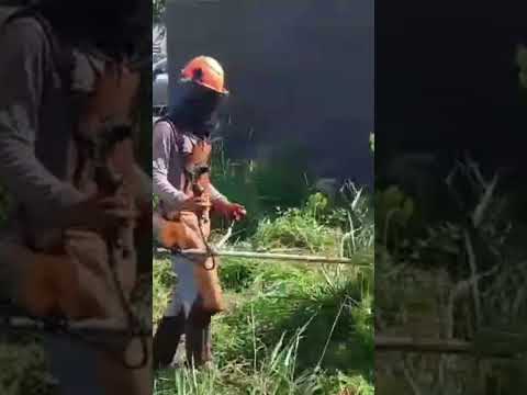 nilton roçada Maringá e região wats44999321891#maringaparana #maringafmaovivo #maringá #marialva