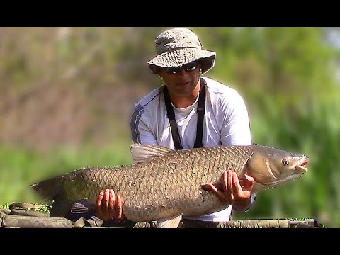 STALKING Grasscarp With BreadBombs and White Bread