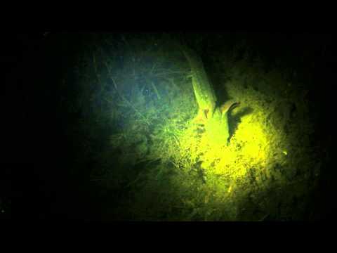 Larval Tiger Salamander (Ambystoma tigrinum) catching food in Linn County, Iowa.