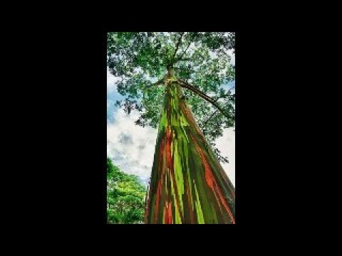 Hale Kai O' Kihei Sunset Livestream