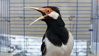 Download lagu Pancingan Jalak Suren Gacor Mompa Full Variasi - Masteran Suara Burung Jalak Gacor Full Isian Mewah mp3 Download lagu Pancingan Jalak Suren Gacor Mompa Full Variasi - Masteran Suara Burung Jalak Gacor Full Isian Mewah mp3