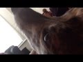 Sleepy greyhound loves cuddles 