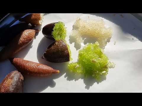 5 Winter Tropical Fruit you MUST try! Starfruit, Guavas, Thumb Limes, Sapote, and Bananas!