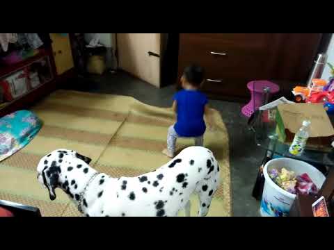 Dancing  and Jump on the Dog and  Dogs Reaction 😂😂😂