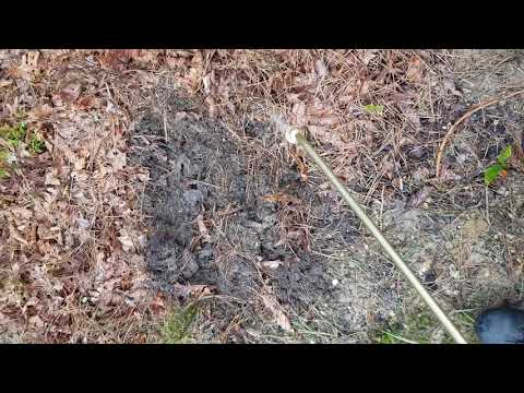 Carpenter Ants Trailing Far to Invade Home in Middletown, NJ