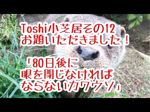 哲学科 Toshi小芝居その12 80日後に目を閉じなければならないカワウソ