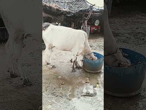 naseeba Bhi Kya Rang Laya kahan lakar Humko