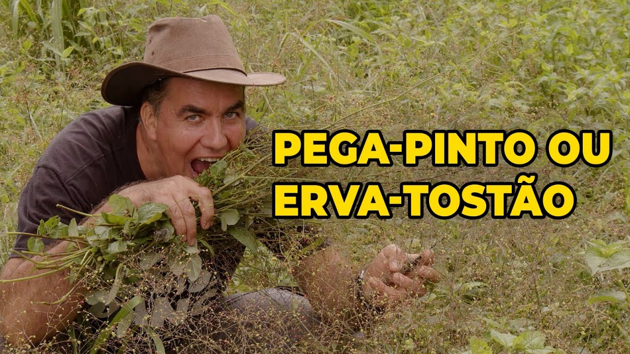 PEGA PINTO: CURE A SUA INFLAMAÇÃO COM ESSA PLANTA PANC - Sítio Panc
