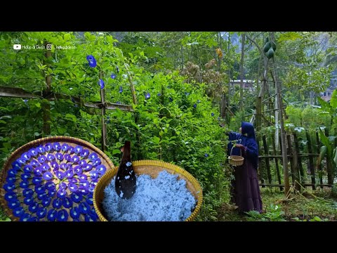 Enjoying all-blue dishes | planting butterfly pea flowers from seeds to harvest