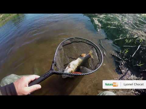 Très gros chevesne sur l'Akoya Pearl d'Illex