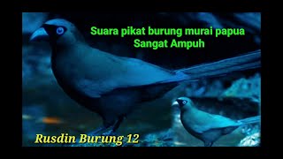 Download lagu suara pikat burung murai papua sangat ampuh mp3