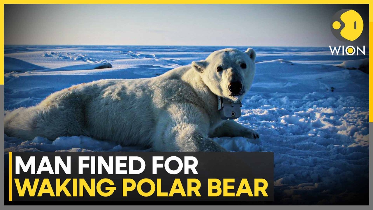 Norway: Man Fined $5,200 For Waking A Sleeping Polar Bear | WION