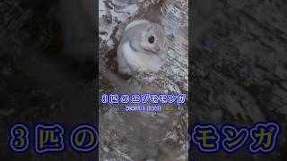 3匹のエゾモモンガ 　Japanese flying squirrel　2026/01/22 #hokkaido #エゾモモンガ #flyingsquirrel
