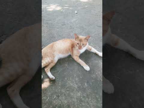 cat funny video