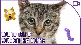 How To Tell If Your Cat Has Worms - Cat Health Care!
