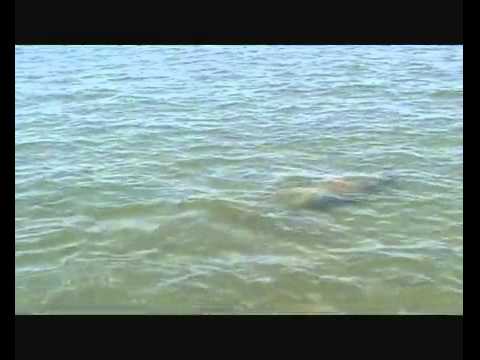 A Dugong in Exmouth Gulf