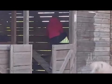 DEJAN BJEŽI IZ ZADRUGE! RAZVALIO OGRADU, ALEKS PLAČE ZA NJIM