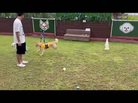 Jandi meeting a small dog