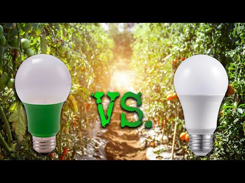 Full Spectrum Bulb vs. Standard LED - Is a grow light worth it or do your seedlings not care?