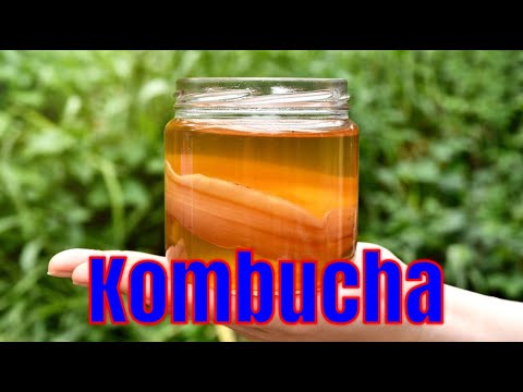 Phil Billy's Kombucha Recipe