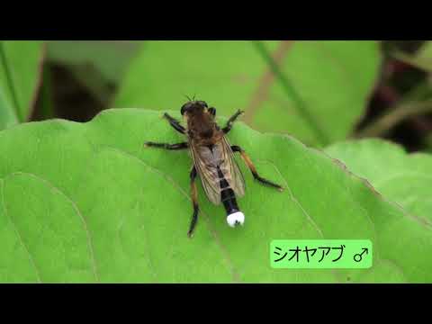 神奈川県立茅ケ崎里山公園自然観察