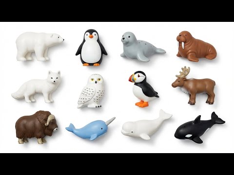Arctic Animals for Kids: Polar Bear & Arctic Fox Learning Video | Educational Videos For Kids