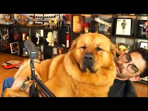 Hasan's Dog Kaya Takes Over The Stream | HasanAbi Reacts