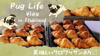 野生の〇〇もパンが好き?!ガオキロの美味しいパン屋さん [PUG LIFE/パグ]Thailand Life編⑴