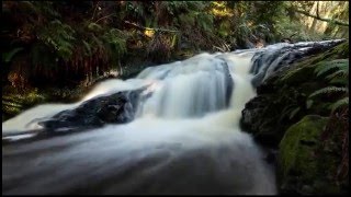 Fobee  Moving Stills Records, Fireflies