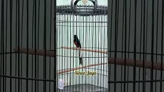 Download lagu MURAI BATU SINAR JAYA NEMBAK KENARI NANCEP#muraibatu #muraigacor #kicaumania mp3