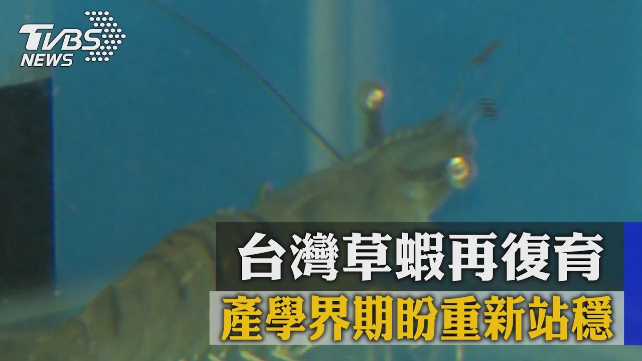 台灣草蝦再復育 產學界期盼重新站穩