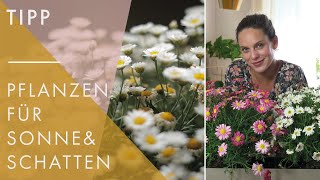 Balkonpflanzen für jeden Standort | Welche Blumen für viel und wenig Sonne!? | Home & Living UdPp