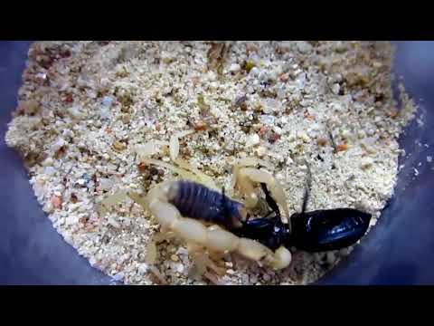 Warrior Beetle Vs Huge Scorpion ABF