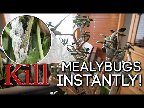 How to Kill Mealybugs INSTANTLY ☠️ Easy DIY Solution