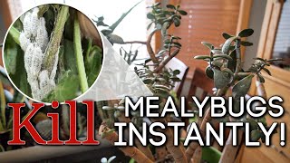 How to Kill Mealybugs INSTANTLY ☠️ Easy DIY Solution