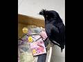 This Bird Gave Money In Exchange For A Favor Short Video Shorts