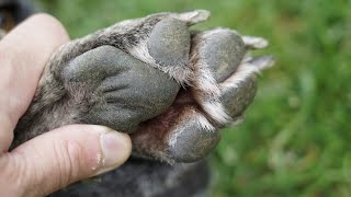 Dog Itchy Paws Yeast infection Treatment