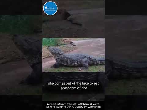 Vegetarian Crocodile in a Temple
