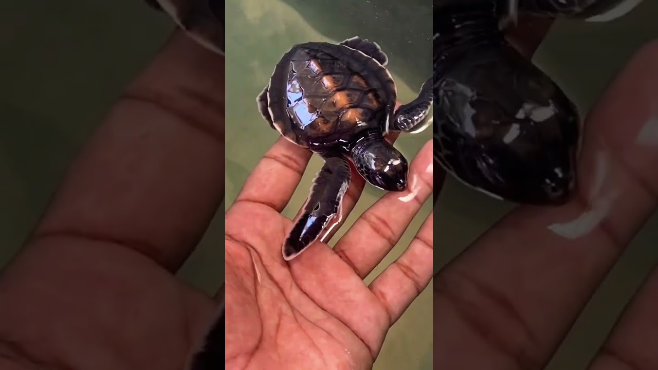 YouTube Short thumbnail