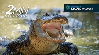 Squid-spawning phenomenon, prehistoric cave lions &amp; a sandwich-stealing gator