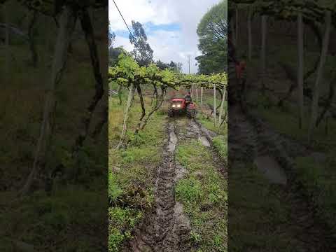 Tratores Tramontini / Antonio Carraro... #agro #viticultor #parreiral #trator #avicultura #granja